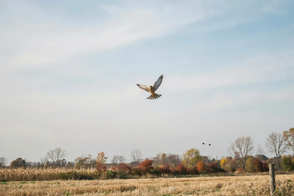An American kestrel hovering over a harvested autumn field in Ontario, with a fence post and coloured trees in the distance